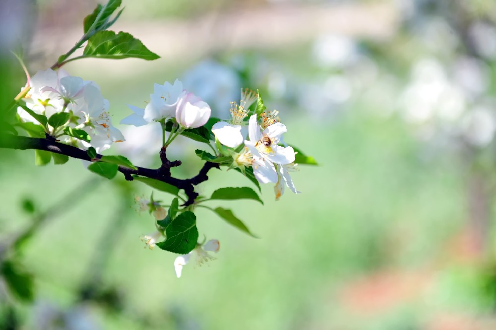 美鲁纳西村风光
