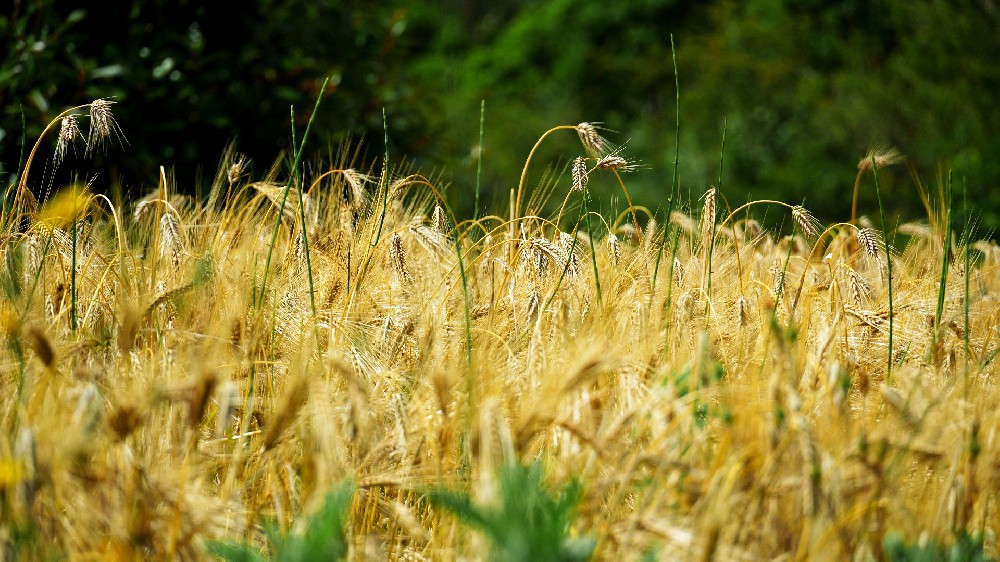 纳西族高原农耕文化