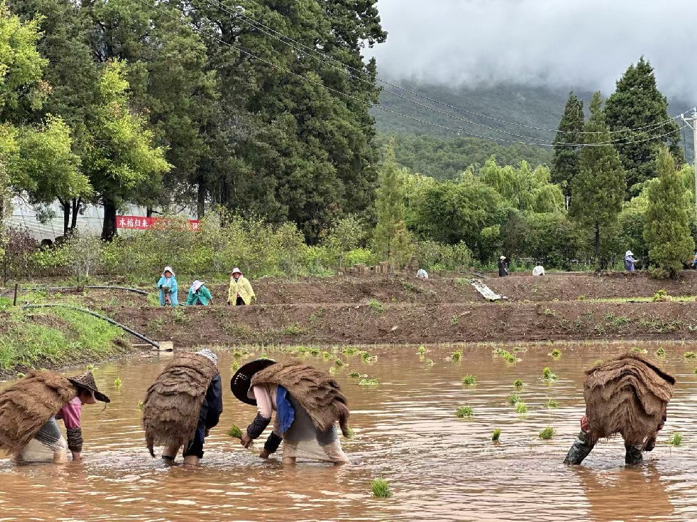 生态水稻映出致富路