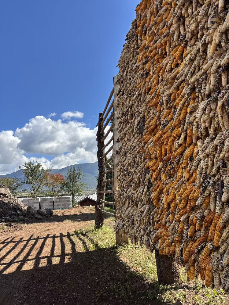 美鲁纳西村玉米成熟了，挂在粮价上金灿灿的