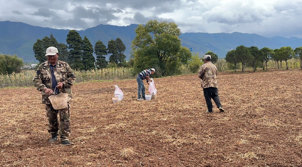 田垄间的新生与传承——美鲁纳西村的小麦播种季