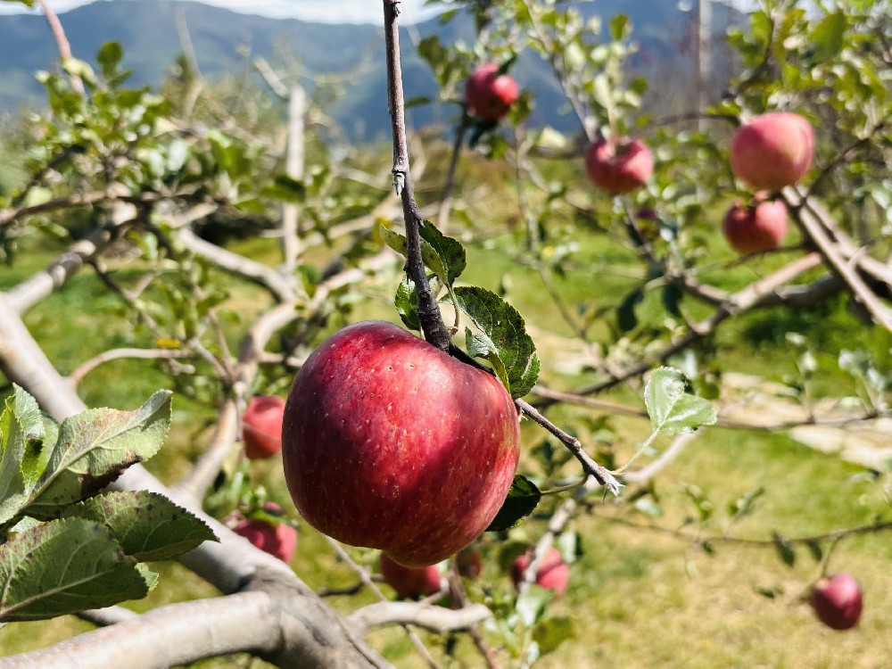 苹果树下的秋日甜意