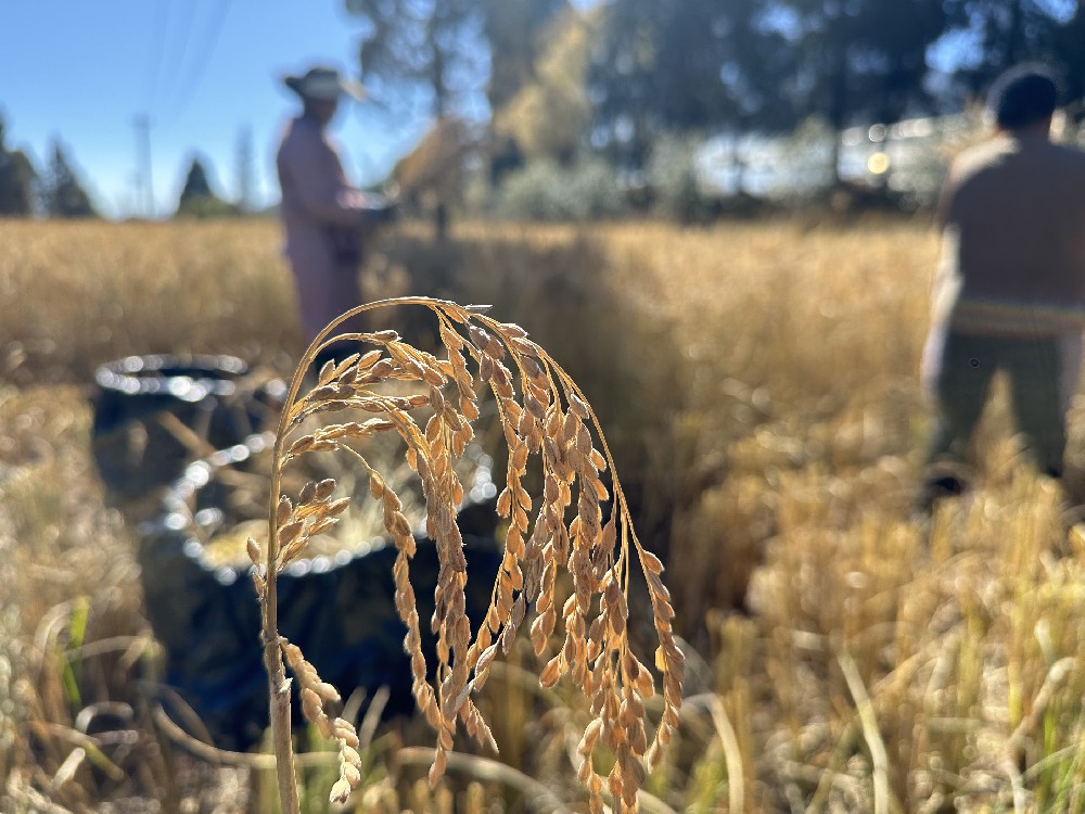 美鲁纳西村的稻浪里，藏着最动人的丰收